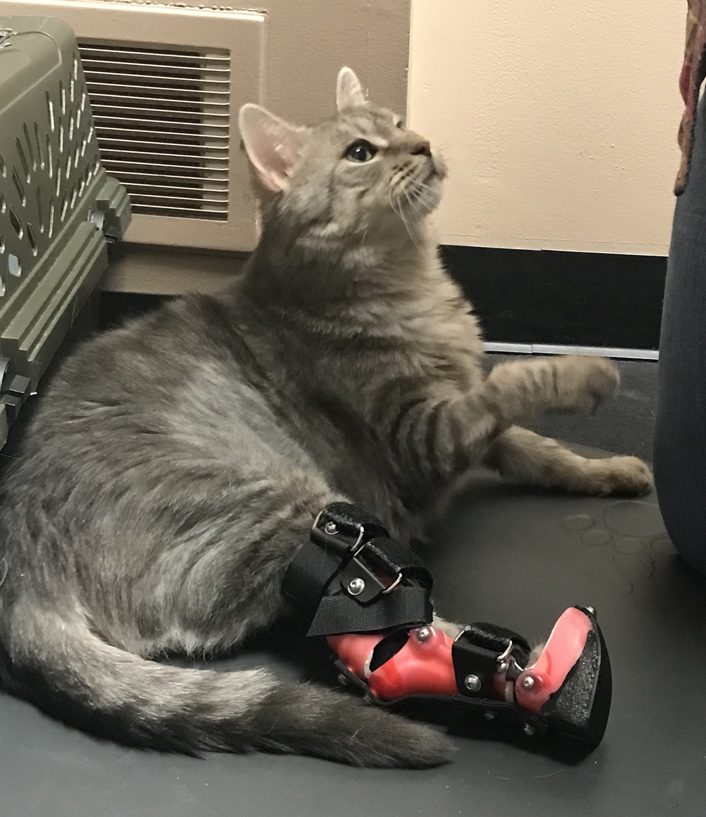 Katie R Achilles (“Gastroc”) Tear in Cat Pawsitive Steps